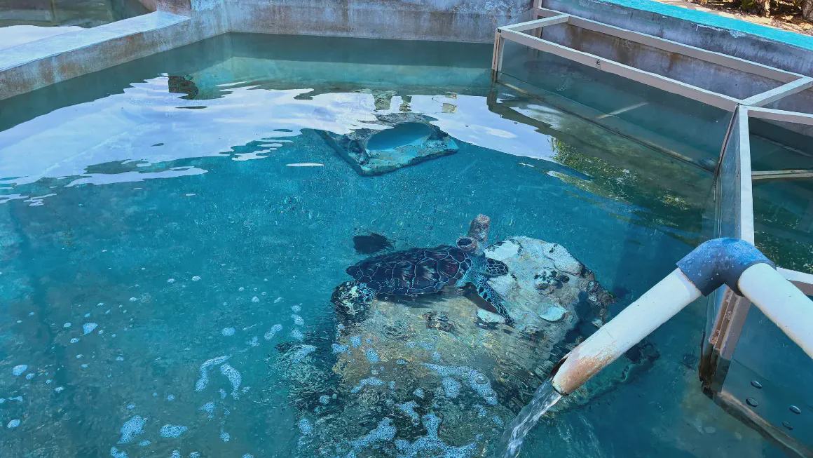 Cayman Turtle Centreの水槽のウミガメ