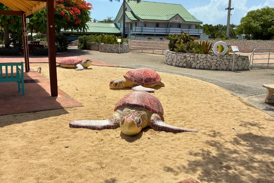 グランドケイマン最終日 — Cayman Turtle Centre